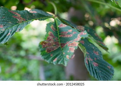 2,795 Scorched leaves Images, Stock Photos & Vectors | Shutterstock