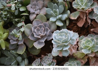 Green Healthy Plant Succulent Background Tumblr Aesthetic