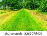 Green heaven, a grassy path in a forest