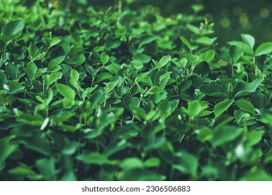Стоковая фотография: Green hedge abstract background. Leaves of bushes in summer ornamental garden, natural leafy pattern. Fresh leaf wall floral backdrop. Hedgerow grow in spring park, selective focus