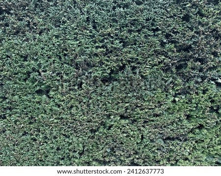 A green hedge close up