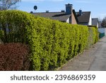 Green hedge in front of a property