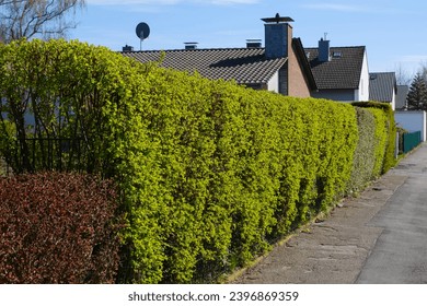 Green hedge in front of a property