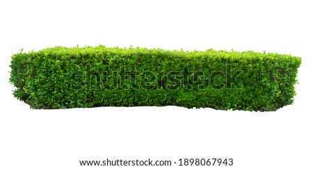 green hedge ,green leaves isolated on white background.