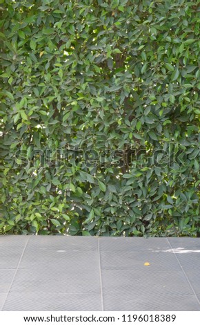 Similar – greenwall Bushes Green