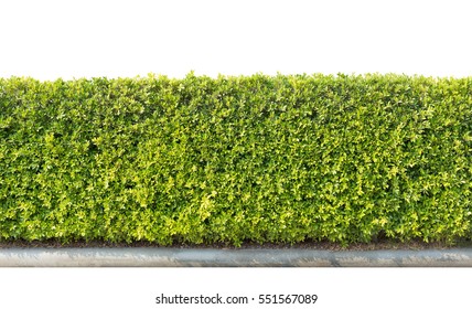 Green Hedge Or Green Leaves Wall Isolated