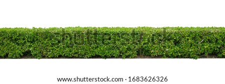 Green hedge or Green Leaves Wall  isolated on white background,with clipping path,Green bush ,The garden or the Park.


