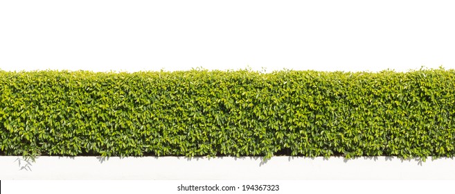 Green Hedge Or Green Leaves Wall  On Isolated