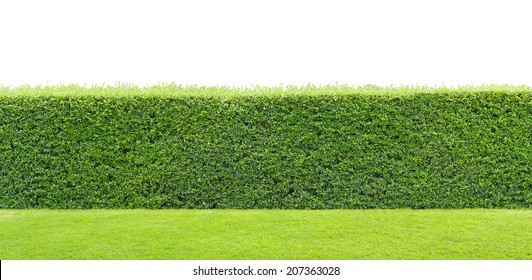 Green Hedge Or Green Leaves Wall On Isolated 