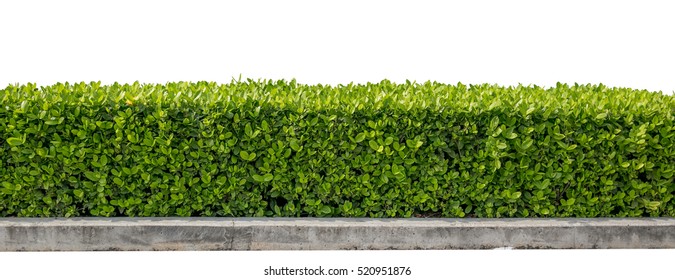 Green Hedge Or Green Leaves Wall On Isolated