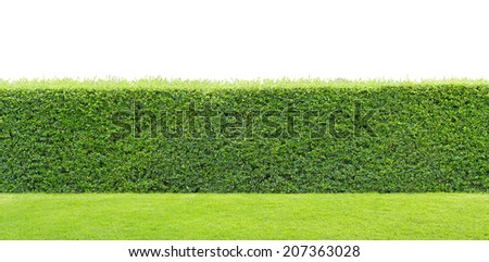 green hedge or Green Leaves Wall on isolated 