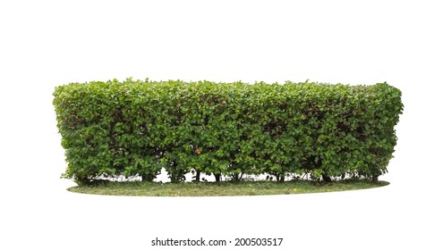 green hedge  on isolated - Shutterstock ID 200503517