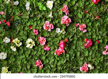 Hedge Rose Images Stock Photos Vectors Shutterstock