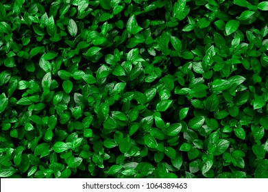 Green hedge of shrub Cotoneaster lucidus for the background texture. Fresh leaves are evenly arranged on the frame