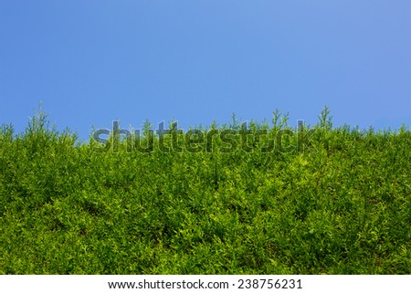 Green Hedge of Thuja Trees (cypress, juniper)
