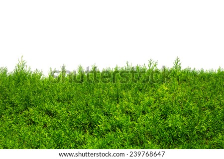 Green Hedge of Thuja Trees (cypress, juniper). Green bush hedge isolated on white with space for text. Copy space