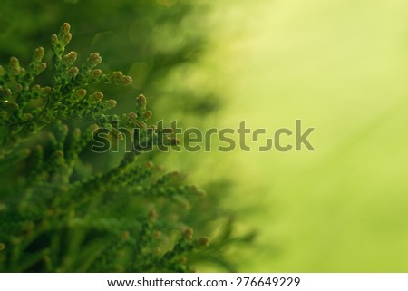 Green Hedge of Thuja Trees. Macro shot thuja branches in the sunlight. Copyspace for text.