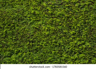 Green Hedge Wall Pattern (Thujopsis Dolabrata)