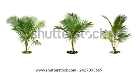 Green hedges (shrubs).
Bismarckia palm trees. (coconut tree) Planted on a lot of light green grass in the park. 
Isolated on white background and clipping path.
Collection of 3 trees.