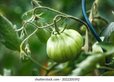 Green Heirloom Tomato Plant In Organic Garden. Unripe Vegetable