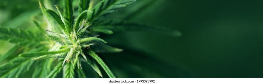 Green hemp on blurred background, closeup. Banner design with space for text