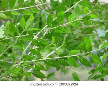 Green Henna Leaf, (mehedi Tree)