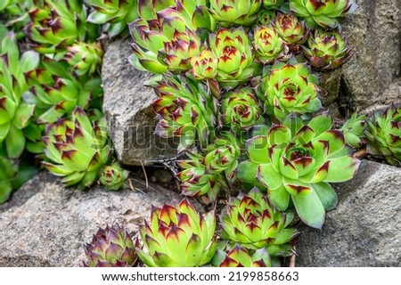 Green Hens and Chicks succulent plants growing over a rockery in a spring garden
