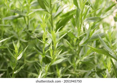 Green herb of the medicinal and food plant Artemisia tarragon, or tarragon,estragon, wormwood, Artemisia dracúnculus.It is used for preparing food and drinks in cooking