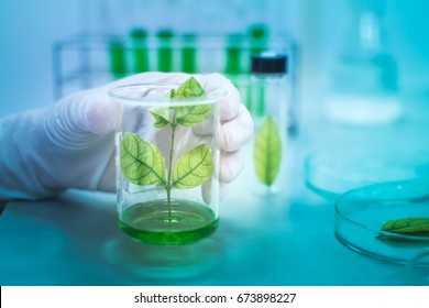 Green Herbal Medicine Research Discovery Vaccine At Science Lab