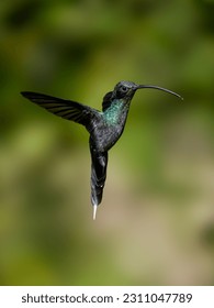 Green Hermit Hummingbird in flight on green background - Shutterstock ID 2311047789