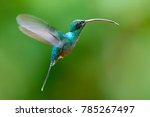 Green Hermit, Phaethornis guy, clear light green background, Costa Rica. Wildlife scene from nature. Bird in flight in forest. Hummingbird with long beak. Tropical animal in jungle.