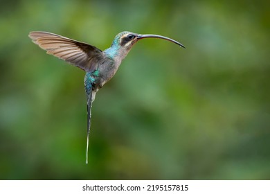 Green Hermit, Phaethornis guy, clear light green background, Costa Rica. Wildlife scene from nature. Bird in flight in forest. Hummingbird with long beak. Tropical animal in jungle.