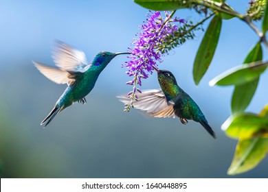Green Hermit, Phaethornis guy, rare hummingbird from Costa Rica, green bird flying next to beautiful red flower with rain, action feeding scene in green tropical forest, animal in the nature habitat.