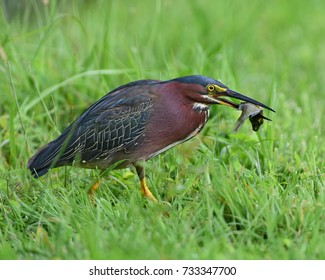 Green Heron