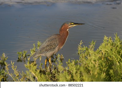 Green Heron