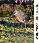 A Green Heron about to eat a mudminnow that it just captured.