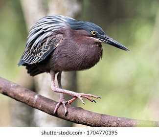 Green Heron Bird Close-up Side Profile View Perched On A Branch Displaying Blue Feathers, Body, Beak, Head, Eye, Feet With A Bokeh Background In Its Environment And Surrounding.