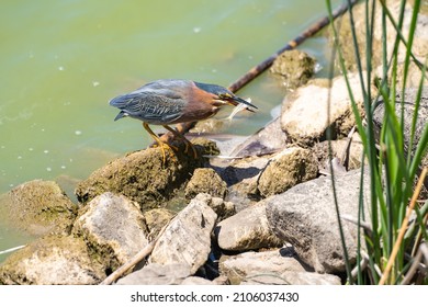 Green Heron (Butorides Striatus) Caught A Small Fish.