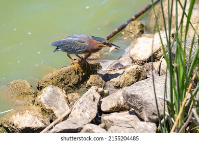 Green Heron (Butorides Striatus) Caught A Small Fish.