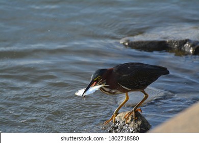 A Green Heron Catching A Fish In The Chesapeake Bay.