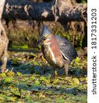 A Green Heron catching a minnow in a marsh.