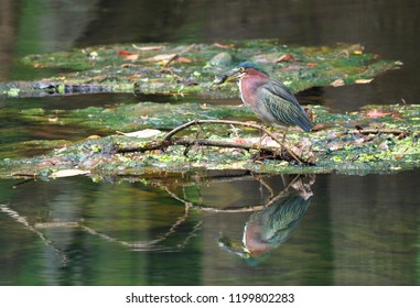 Green Heron Just After It Caught  Blue Gill Fish In The Early Morning