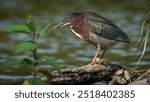 Green Heron looking for a meal