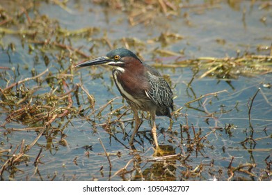 Green Heron In Marsh, Outer Banks, NC. This Bird Is Still And Waiting For Food.