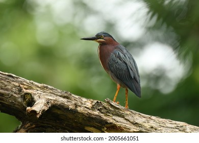 Green Heron On Dead Tree Limb In Small Marsh.