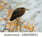 Green Heron Perched in Bushes on Lake Ella