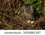 Green Heron Perched on a nest with eggs