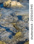 Green heron   sits on stone stiking out from the sea and looking forward for fish