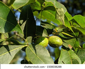 Green Hickory Tree Nuts In Sunshine