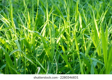 Green high grass background, texture. Spring time, summer season. Sunlight. Fair weather, bright day.